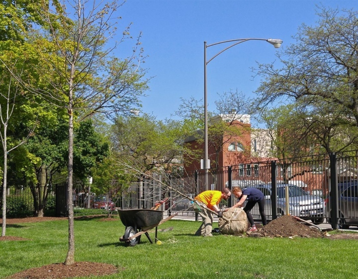 Chicago Region Trees Initiative tree planting at University of Illinois Chicago