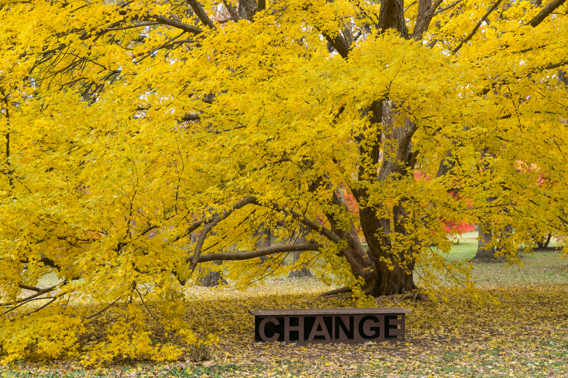 Change bench in the bright yellow maple collection in fall