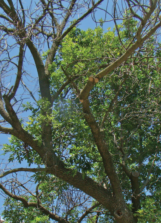 Accessibility Visitor's Guide for The Morton Arboretum