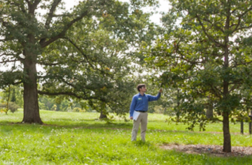 Matt Lobdell looks at oak tree in the oak collection