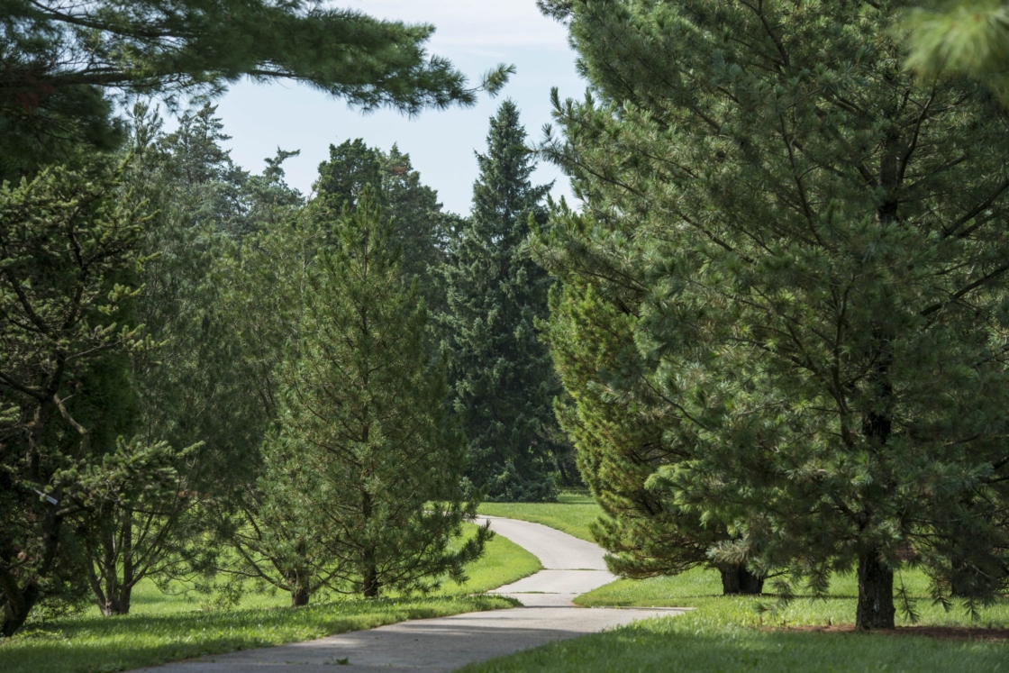 A path winds through the Conifer Collection in summer