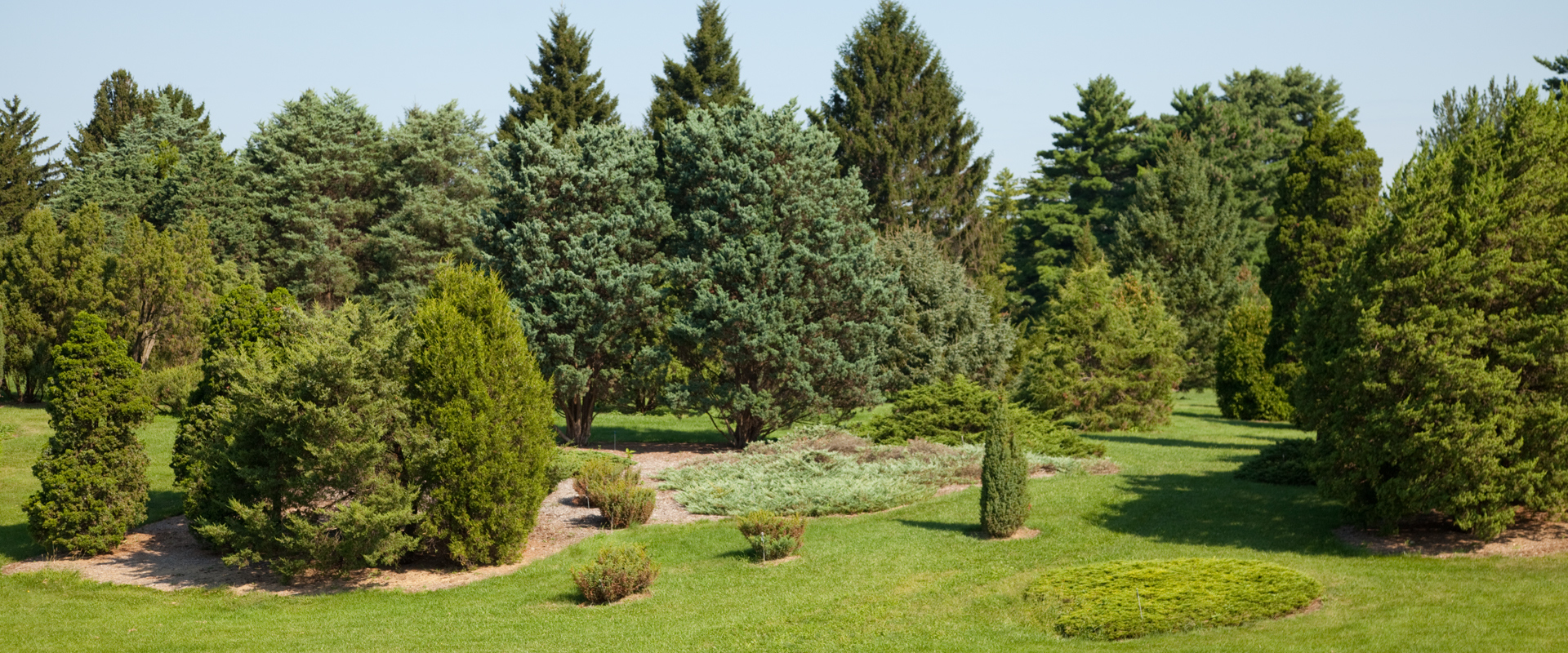 Conifer collection in summer