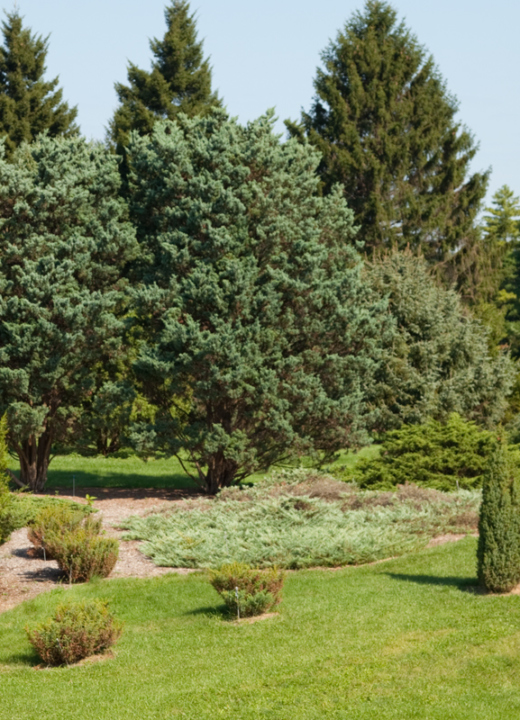 Pine Diseases  The Morton Arboretum