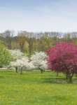 Crabapple Collection in spring