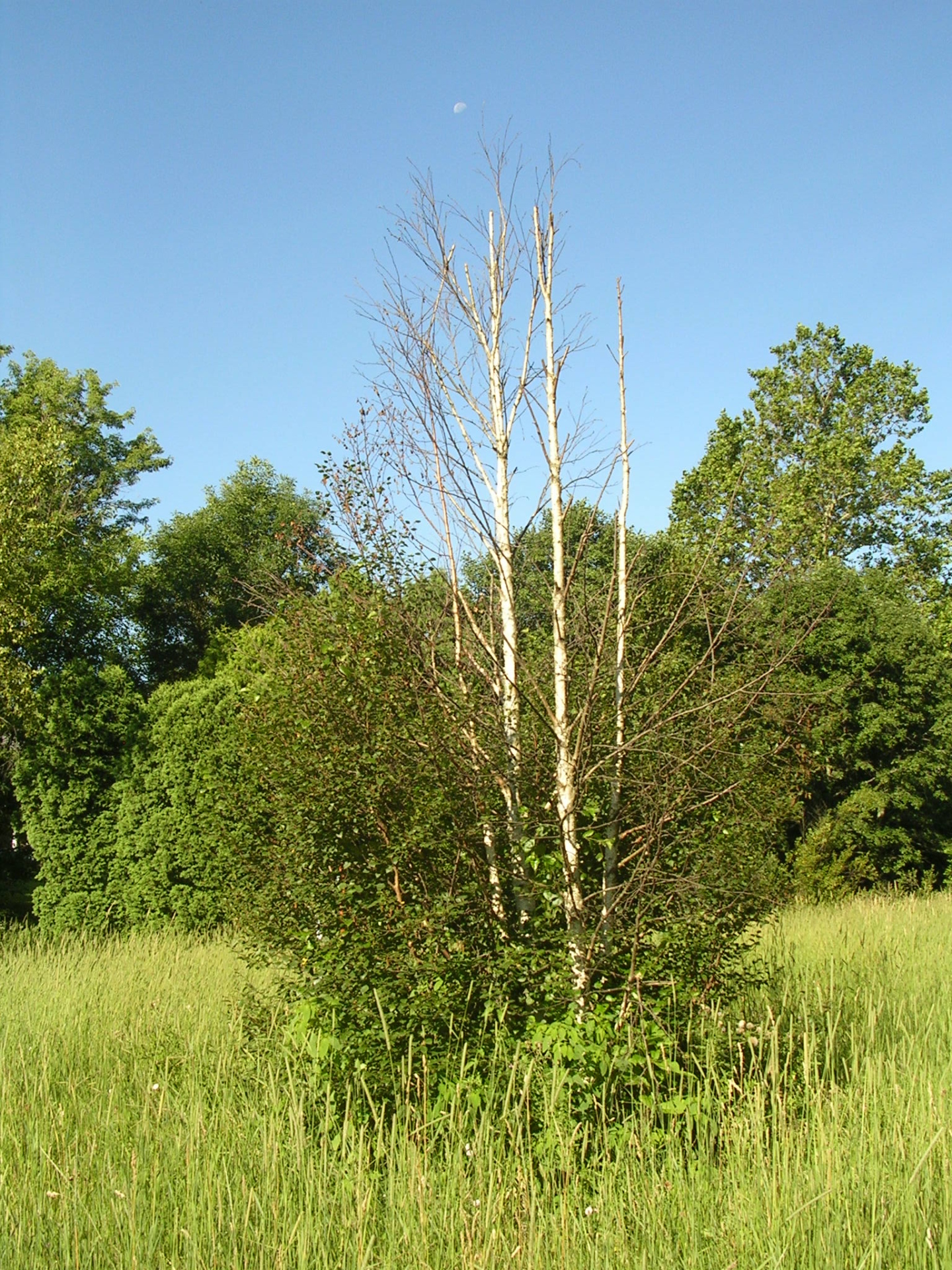 Bronze birch borer The Morton Arboretum