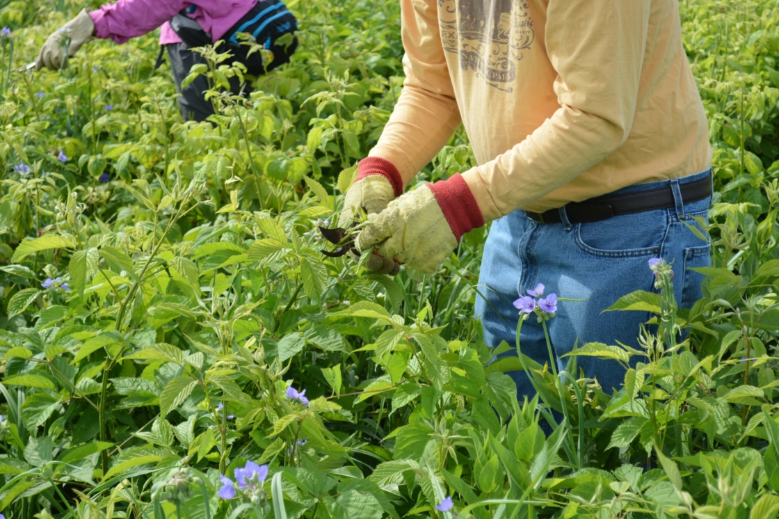 Volunteer clips the top off of invasive plants in the prairie