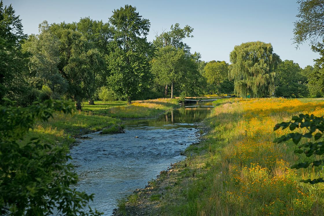 DuPage River after restoration has been done
