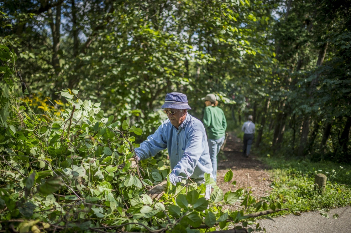 Volunteer removing overgrowth of plants