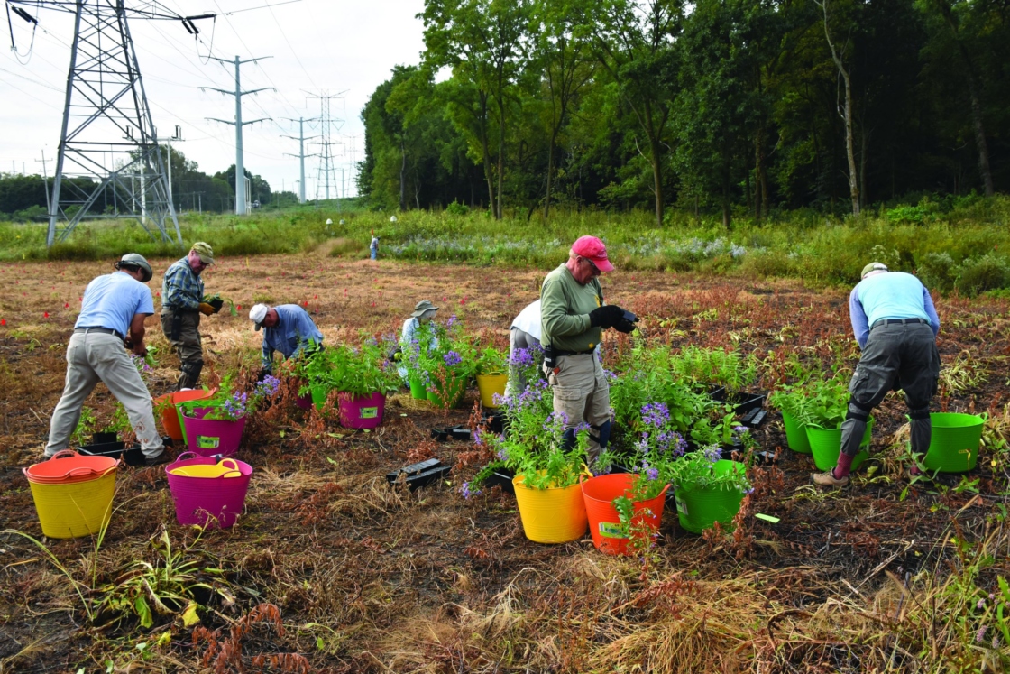 Volunteers remove buckets full of plants