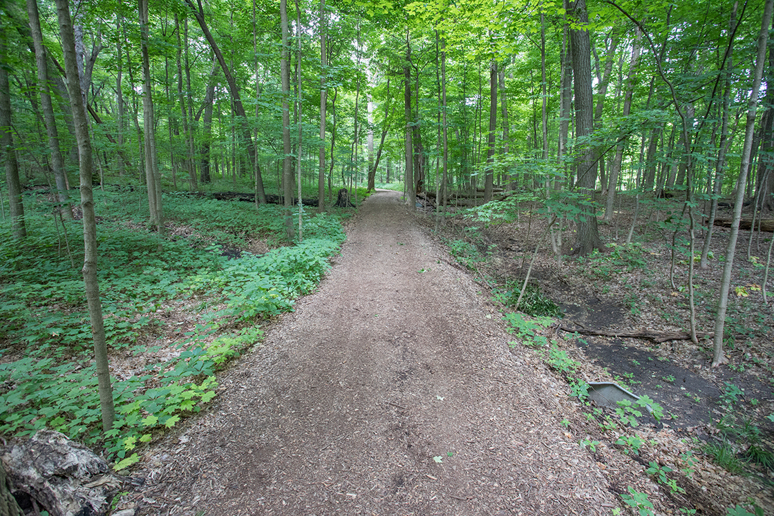 Woods showing not burned on the left and burned on the right