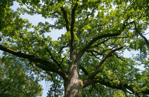 The Morton Arboretum