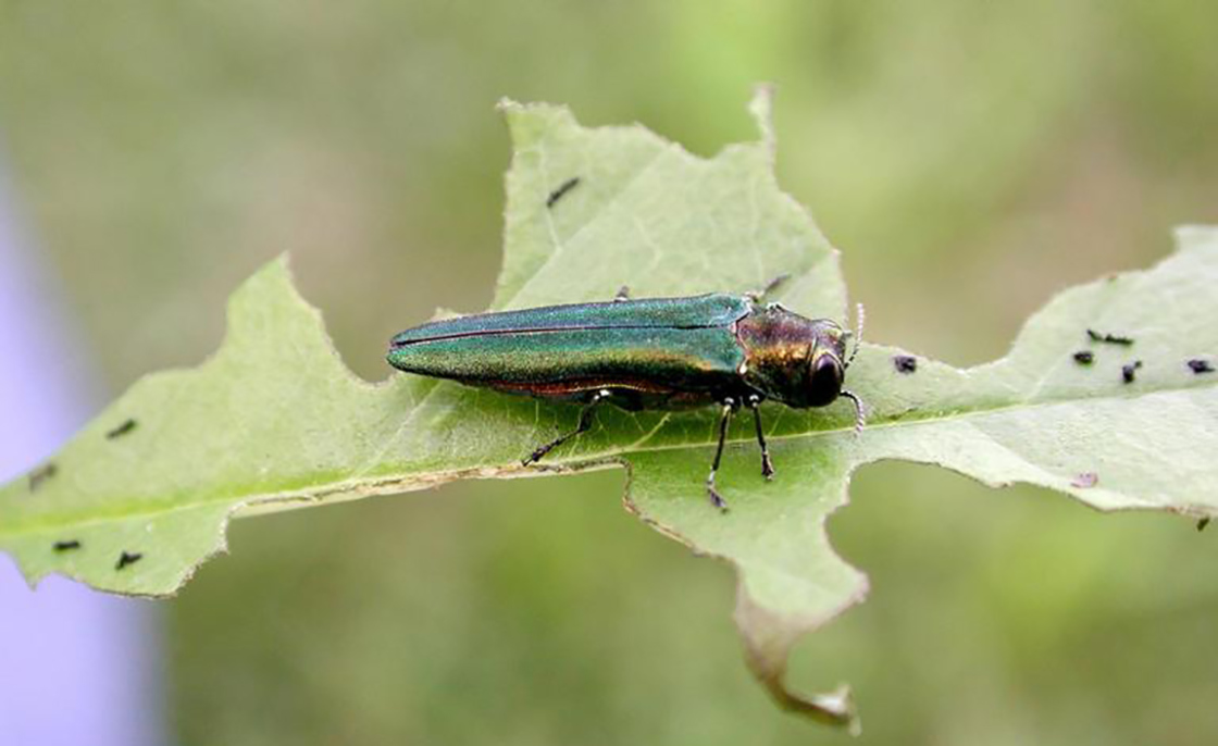 Emerald Ash Borer