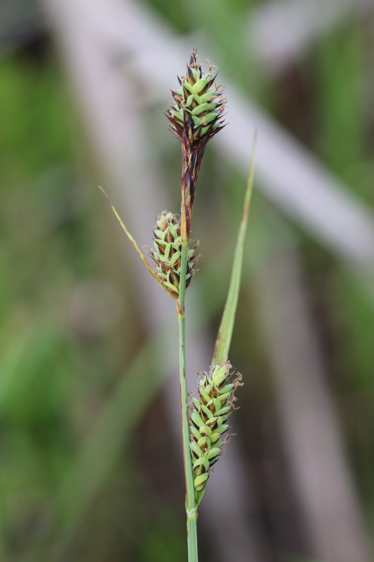 Close up shot of Carex buxbaumii