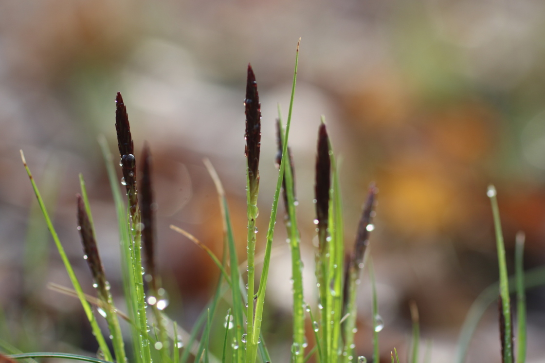 Close up image of Carex pensylvanica