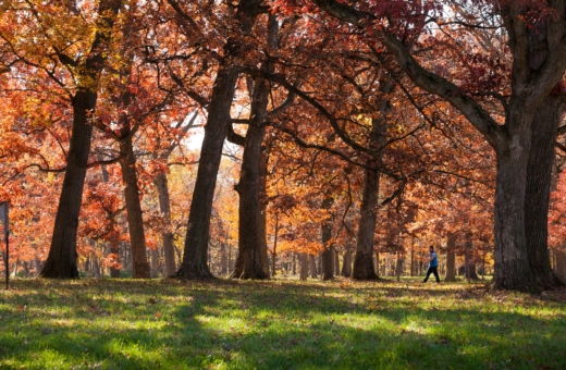 The Morton Arboretum