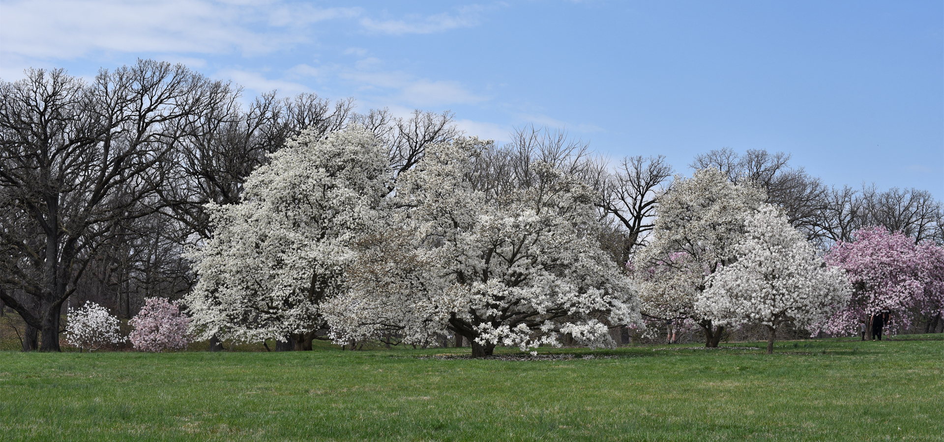 Magnolias bloom in the flowering trees collection in spring