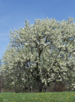 Flowering trees collection in spring