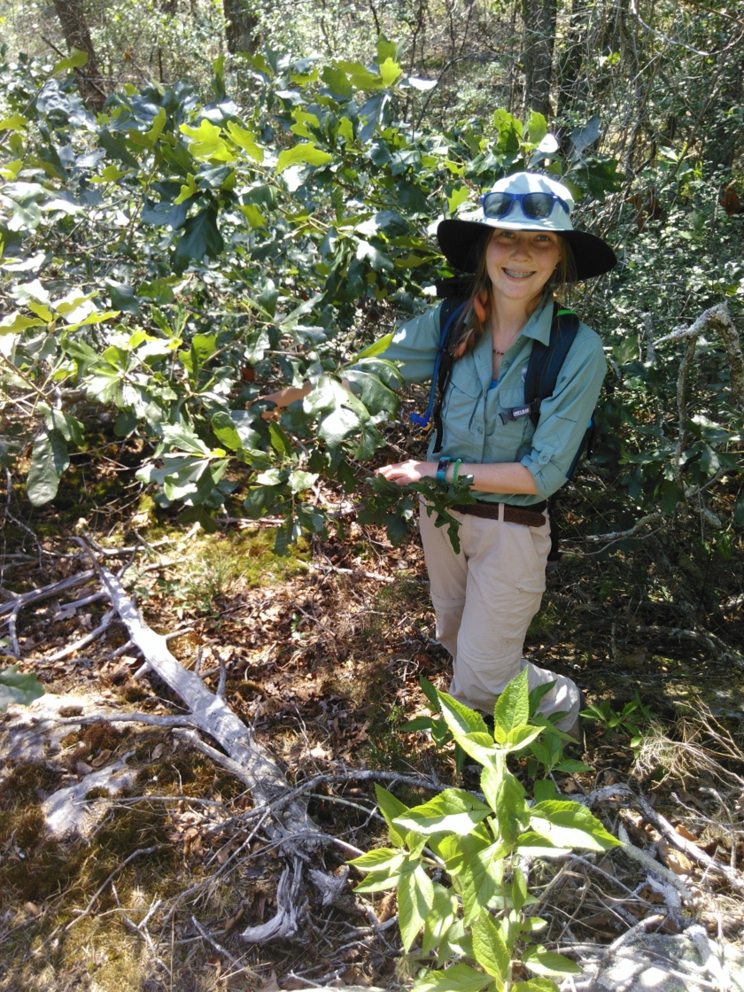 Staff inspecting a threatened tree species in the wild.