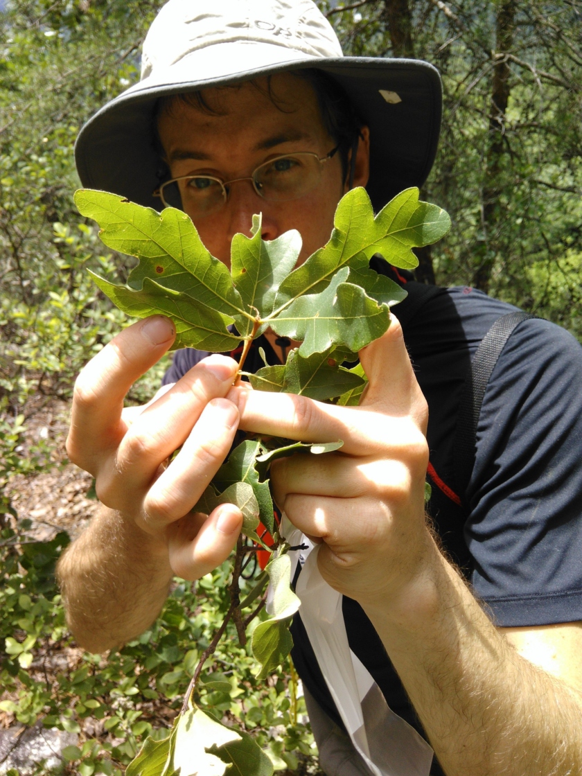 Sean Hoban observing the leaves of a threatened oak species in the wild.