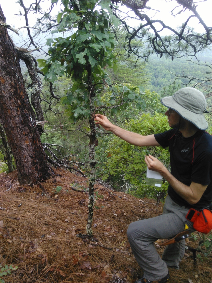 Sean Hoban observing threatened tree species in wild.