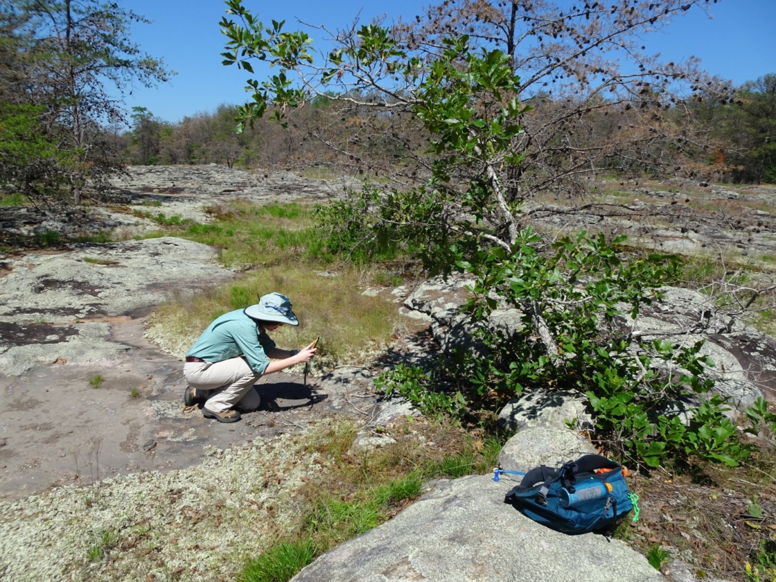Staff kneeling on ground to observe threatened tree species