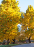 Ginkgo Collection in fall
