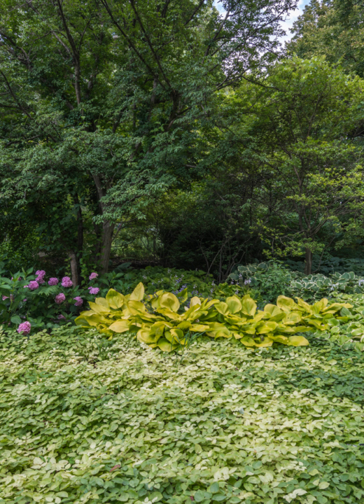 Ground cover garden in summer