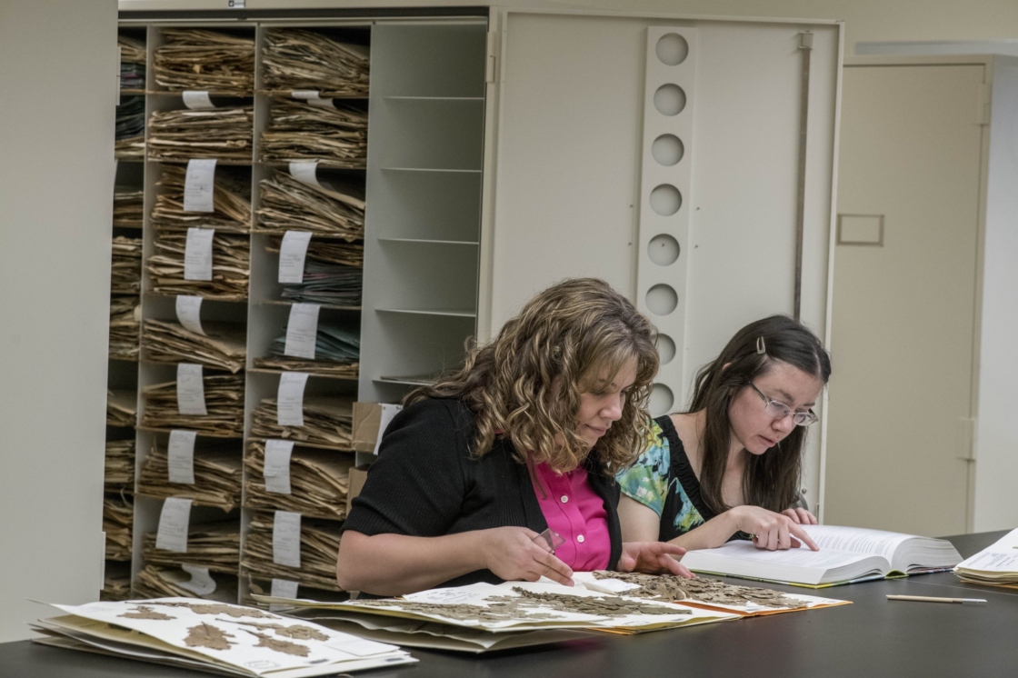 Herbarium staff looking at specimens