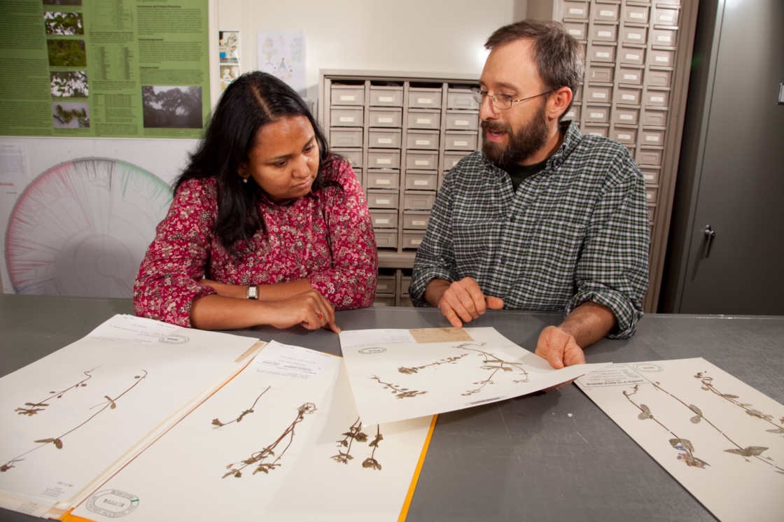 Herbarium staff looking at specimens