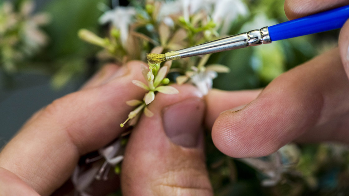 The Morton Arboretum