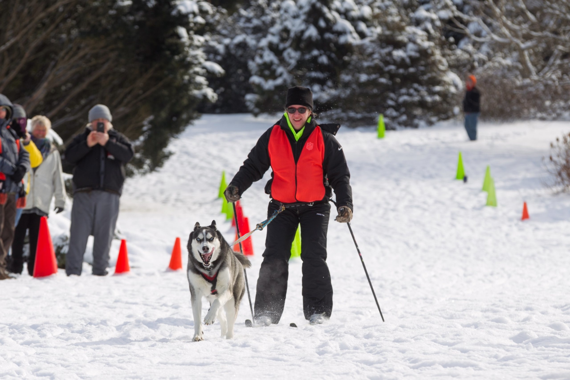 Dog pulls woman at the dog sled event