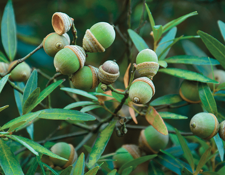 Acorns in an endangered oak tree