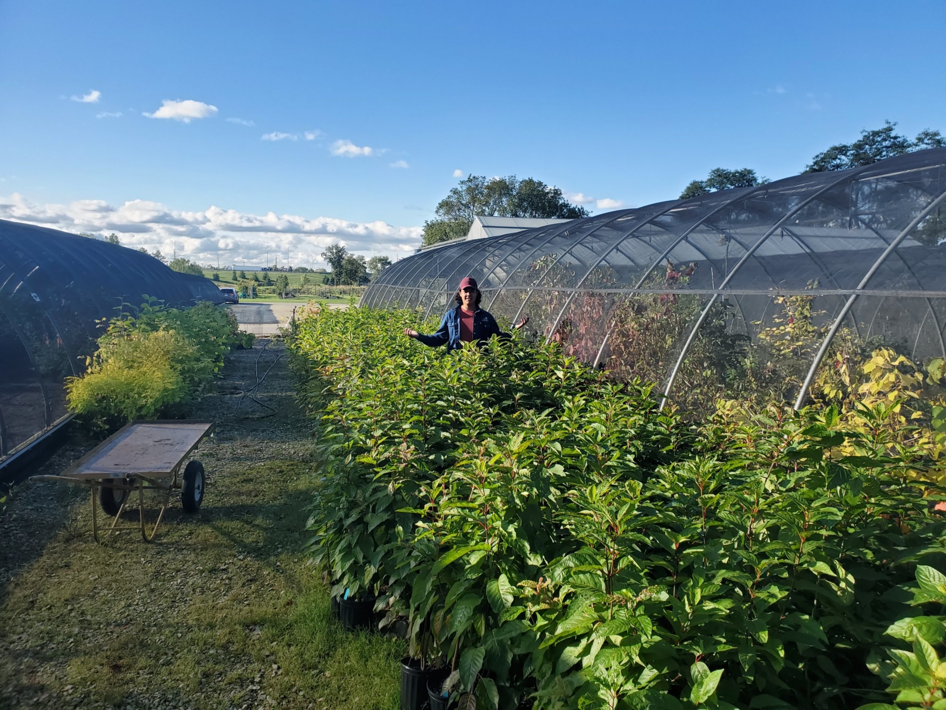 Inducing Variation and Reducing Fertility Through Chemical Mutagenesis |  The Morton Arboretum