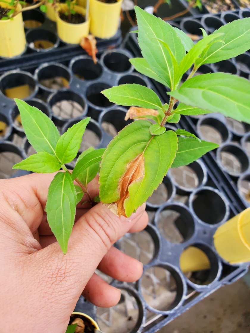 Closeup of seedling leaves with disease