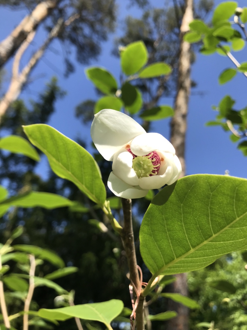 Help Us Trial the Organic Fertilpot - White Flower Farm's blog