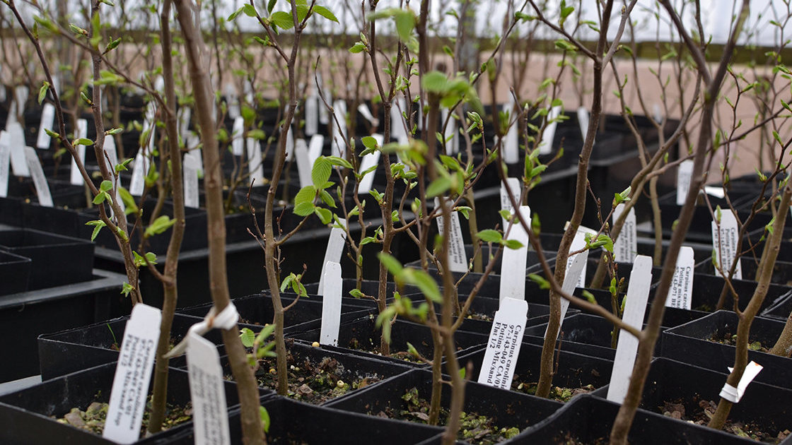 Saplings growing in a greenhouse