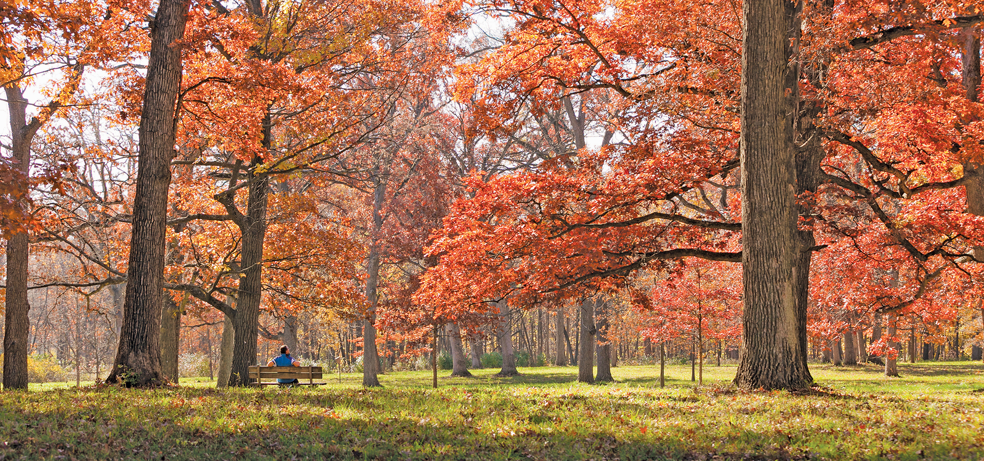 Man rests on bench in the vibrant red oak collection in fall