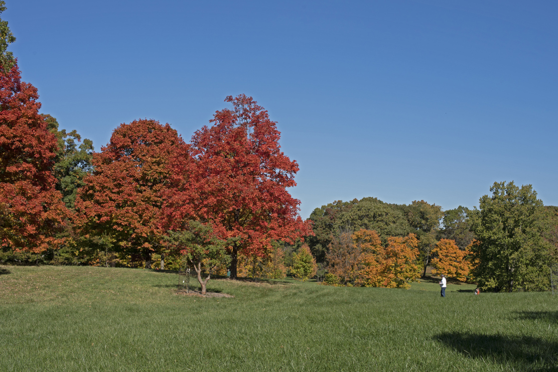 Guest walks through the Maple Collection in fall