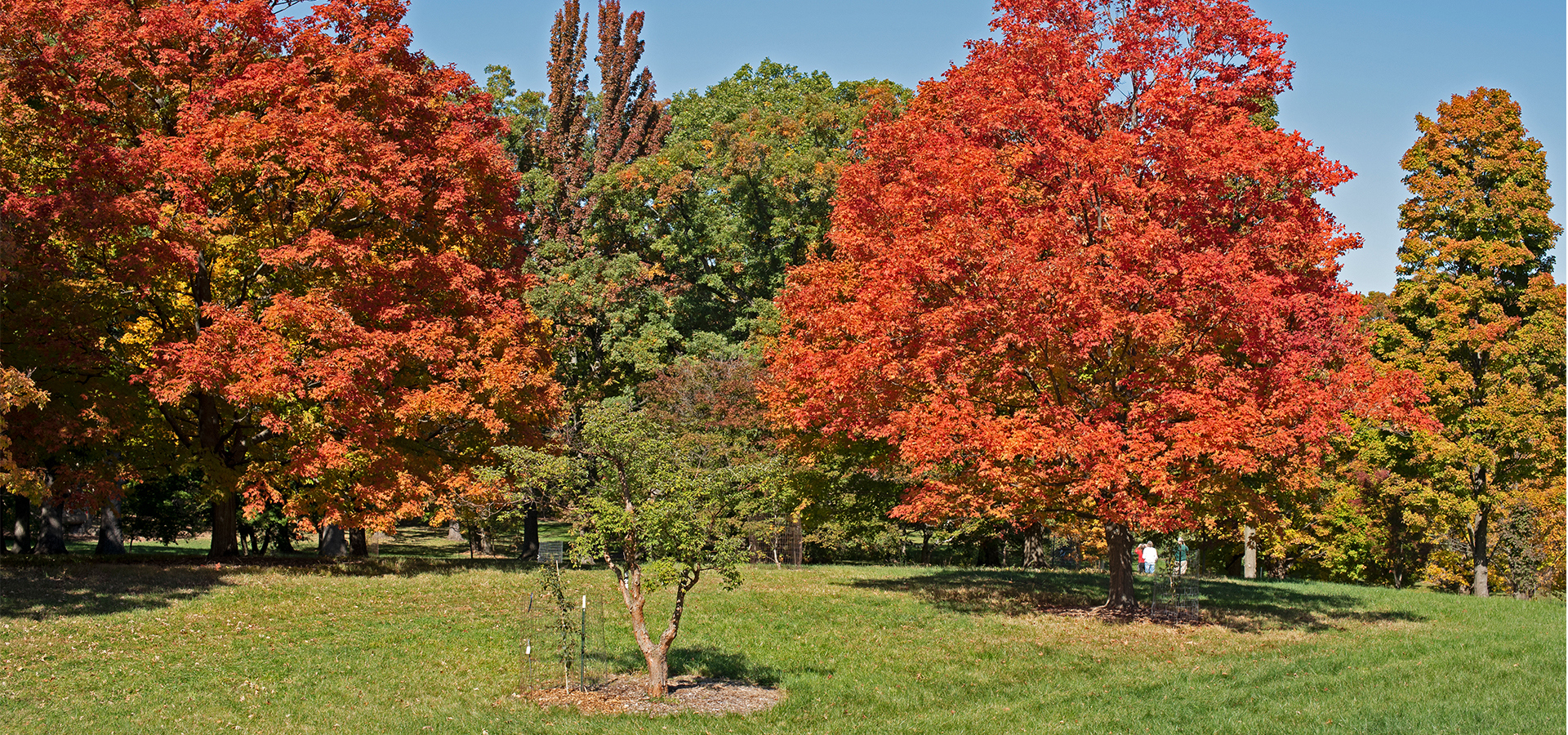 Maple Collection in Fall