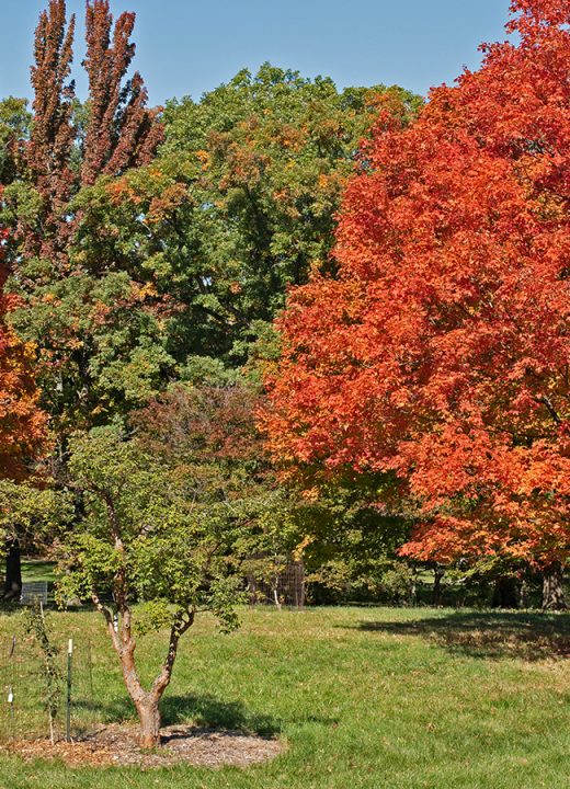 Schulenberg Prairie | The Morton Arboretum