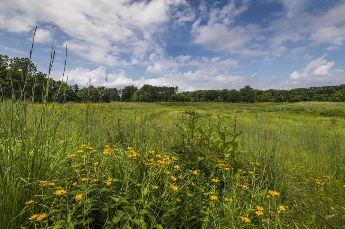 Looking out towards midwest collection in summer
