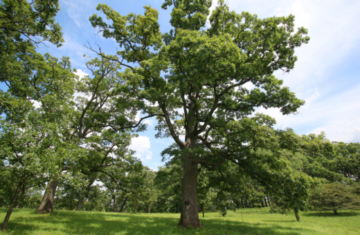 Large Millennium Oak in Summer