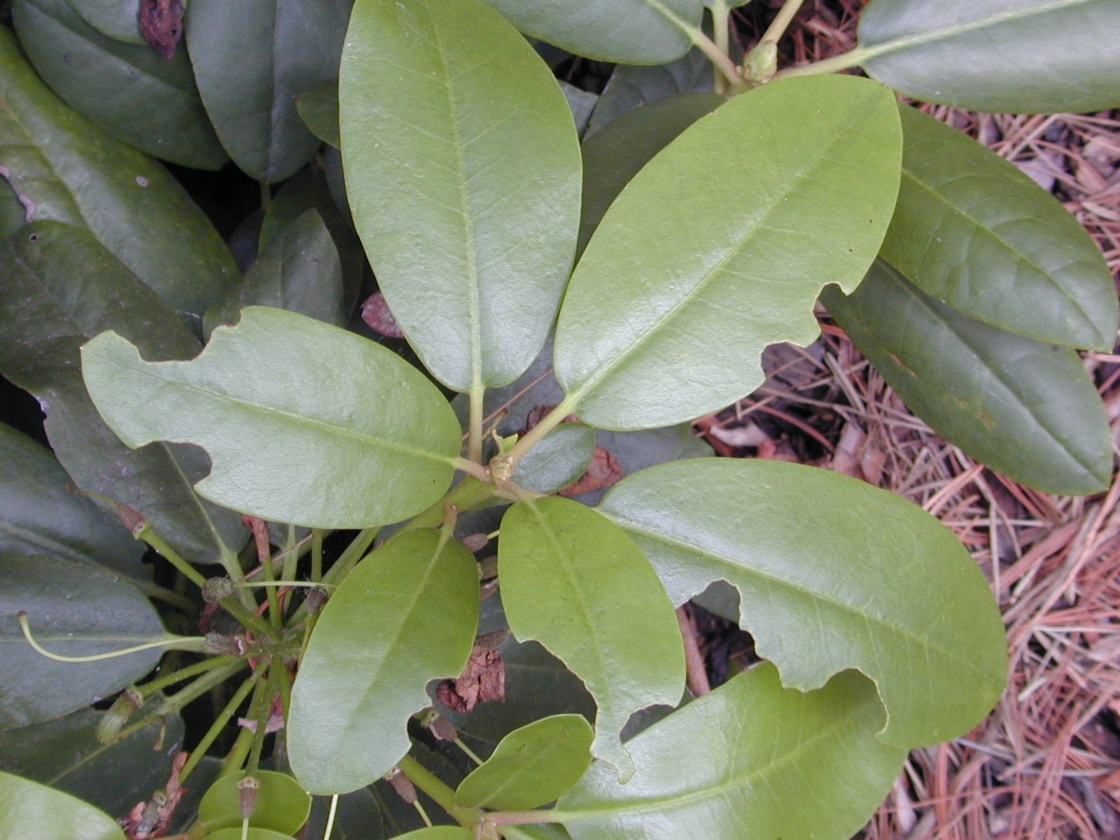 Rhododendron with black vine weevil damage