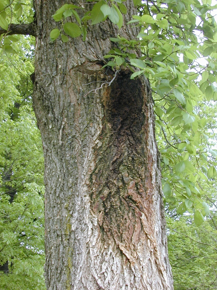 Trunk with flux site drying