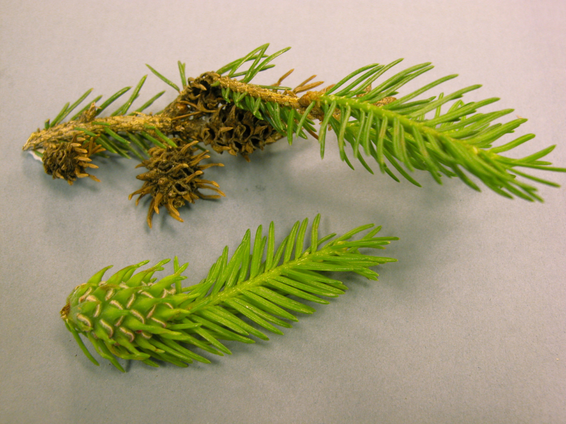 Spruce Gall Adelgids The Morton Arboretum 