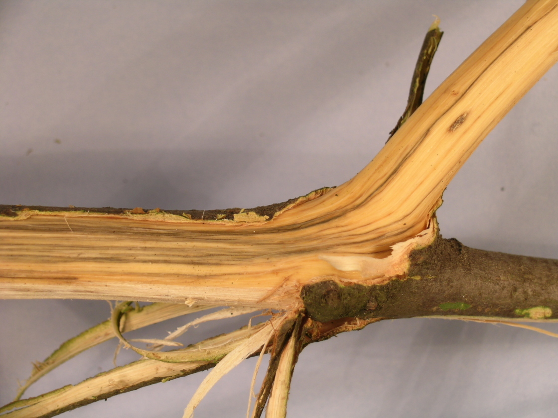 Bark stripped to reveal streaked wood caused by oak wilt