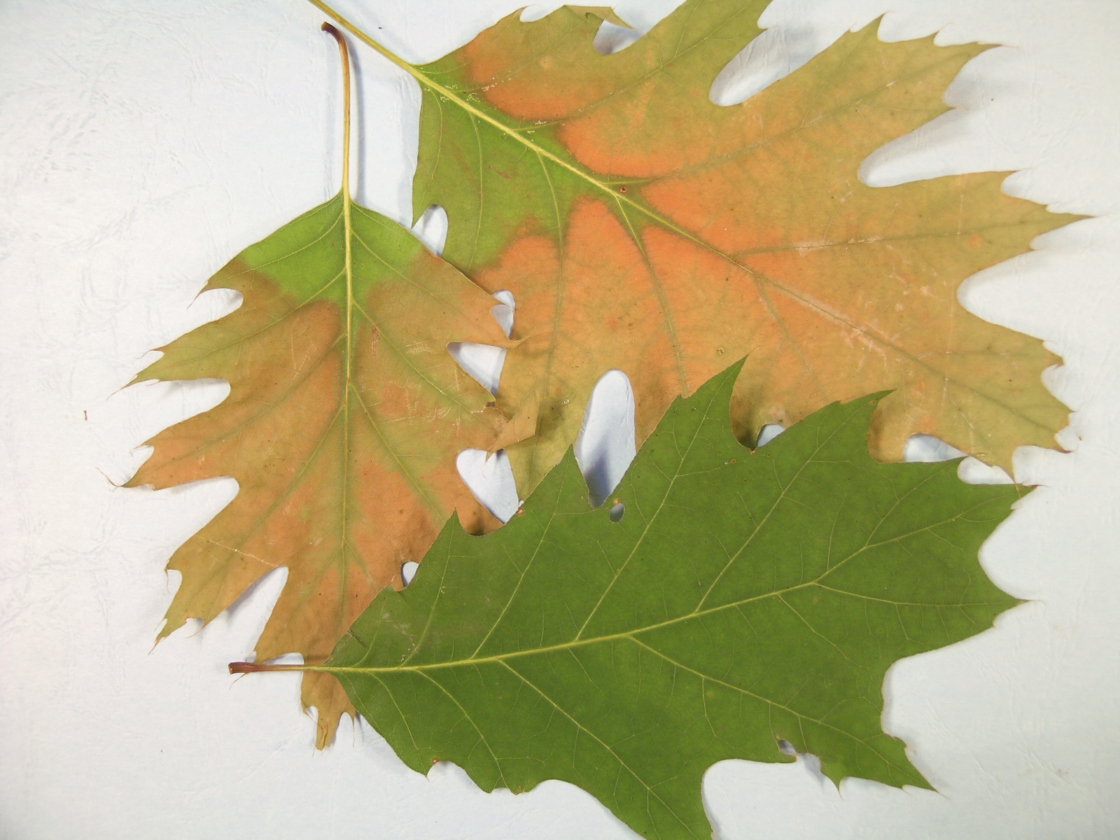 Photograph of black oak leaves showing symptoms of oak wilt
