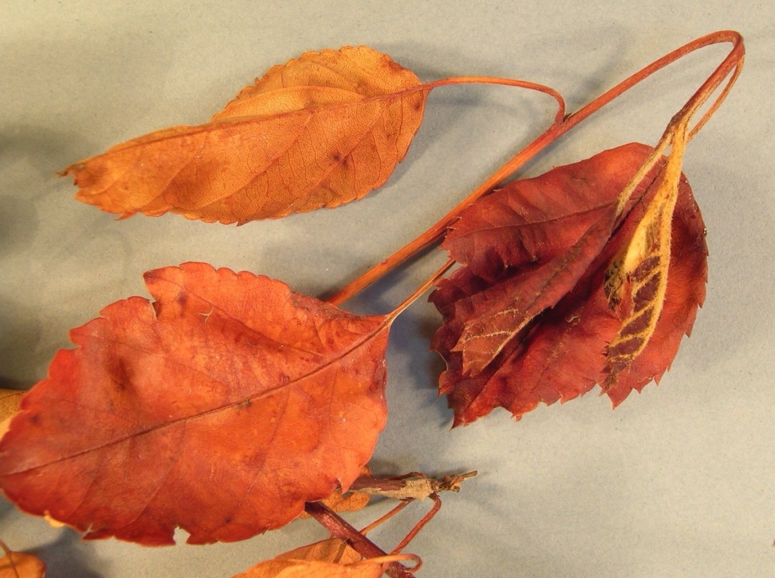 Branch deformed into shepherd's crook by fire blight.