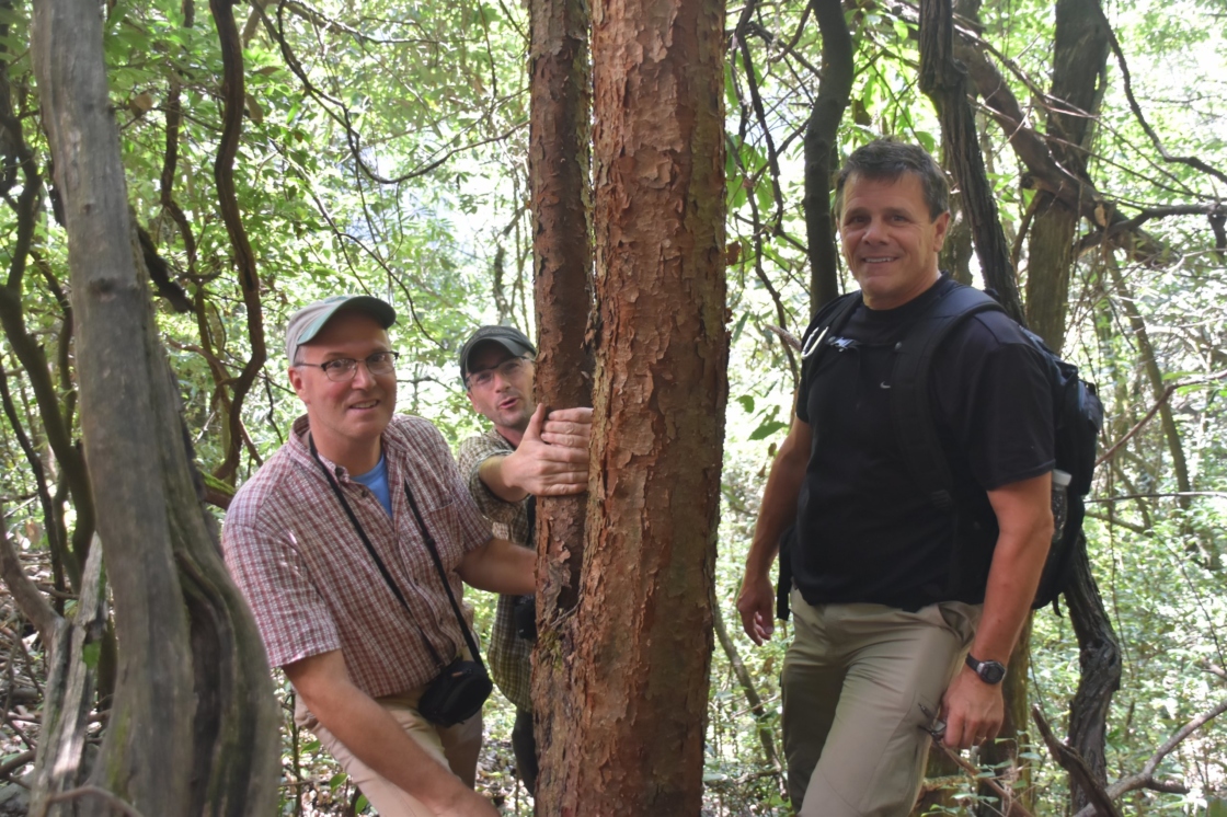 Staff posing with paperbark maple in the wild