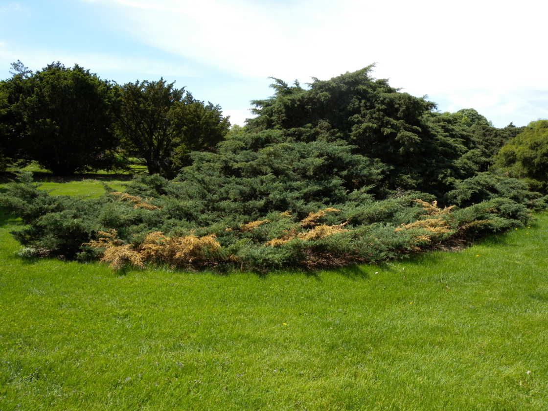 Photograph of juniper trees with dead branch tips symptomatic of Juniper tip blight